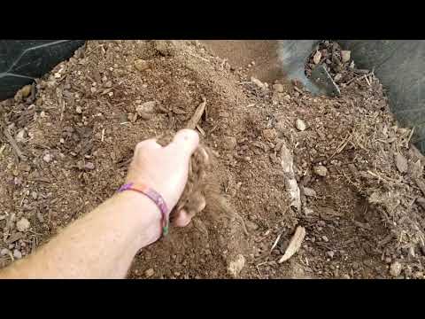 Planting bananas in Phoenix AZ