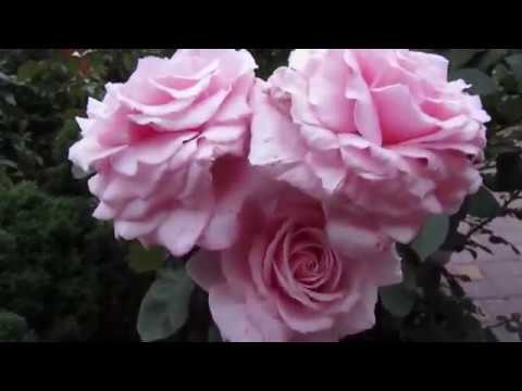 Мой Розовый Сад2019г.«Фредерик Мистраль»- «Frederic Mistral»