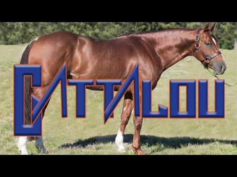 Cattalou - SDP Buffalo Ranch (7 CHAMPIONSHIPS)