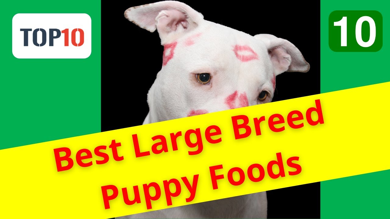 Top 10 Best Large Breed Puppy Foods- Eukanuba Large Breed Dry Dog Food(Reviews)✅Part 10