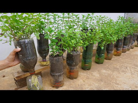 If you know this simple trick with plastic bottles you can grow mint all year round