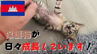 【保護猫】保護した生後1か月の子猫が一人でご飯を食べれるようになりました!!