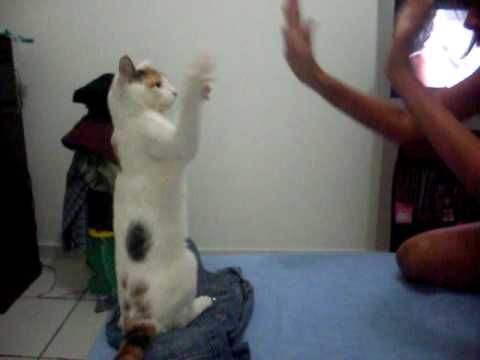 Brincando de ADOLETA