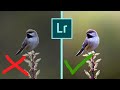 LIGHTROOM - TOP TIPS AND TRICKS IN EDITING BIRD PHOTOS. Get great results fast!