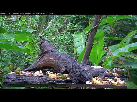 Thick-billed Euphonias Congregate On Panama Fruit Feeder – April 26, 2018