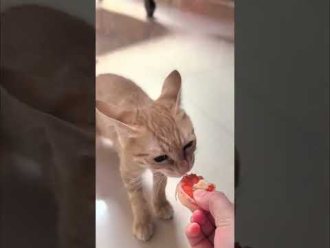 Смешные пушистики / Смешные моменты с животными 2024 /№52 #ff #домашниепитомцы #коты #собаки #funny