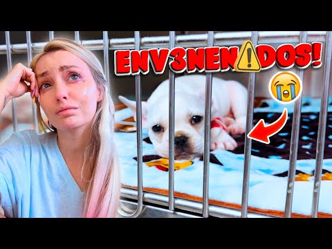 EMERGENCIA CON MIS PERRITOS! COMIERON VENENO Y ESTÁN MUY MAL* | Katie Angel
