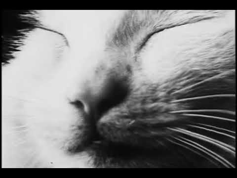 De Poes/The Cat (1968) - Johan van der Keuken, Lazy (1994) - Low