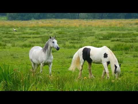 18 - 11- 2022 - Armasari , iepe si manji