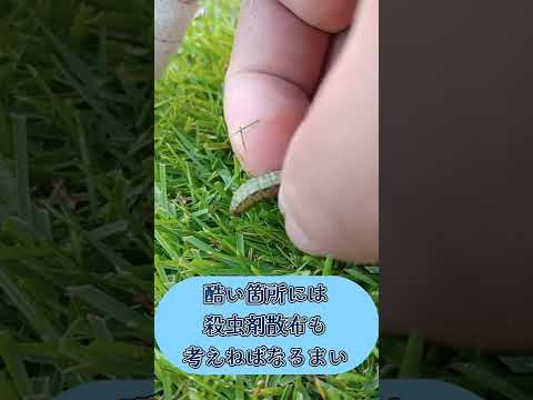 芝生に幼虫がいるかどうかはどうやってわかりますか?特定、治療、予防  庭園