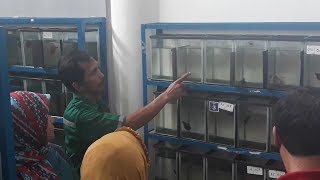 Sentra Promosi Ikan Hias Slipi Tawarkan Beragam Jenis Cupang Berharga Puluhan Hingga Ratusan Ribu