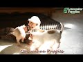 Chihuahua dogs for sale: Twix - Video 1