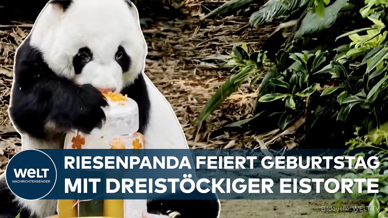 SINGAPUR: Riesenpanda bekommt eine eisige Überraschung zum Geburtstag – Kai Kai wird 19