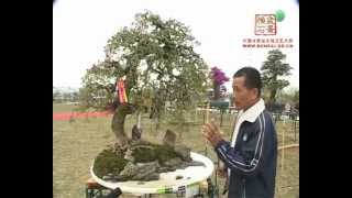 Download lagu Bonsai_China - Guangdong exibition 2008  P1 mp3