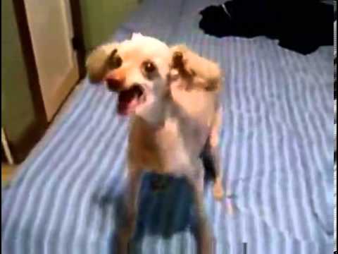 Funniest Dog Ever (Bruce Almighty Version)