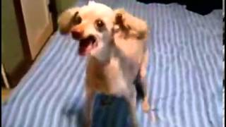 Funniest Dog Ever (Bruce Almighty Version)