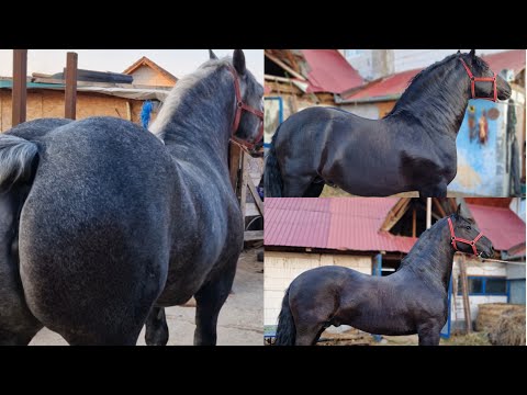 UTU'S HORSES FROM HAȚEG, HUNEDOARA COUNTY