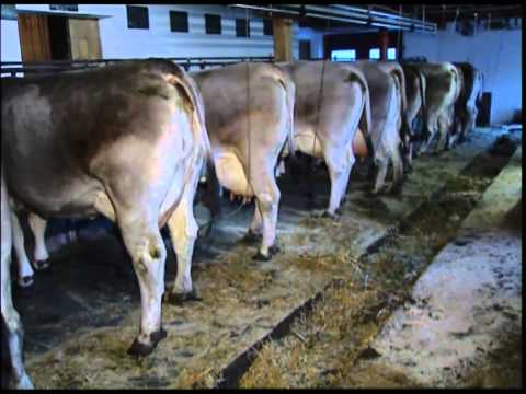 Tiroler Grauvieh der Film Teil 2