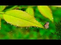 Kya Mujhe Pyaar Hai Whatsapp Status Video With NATURE LOVER