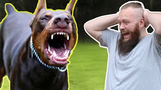 Aggressive Dog Fixed In SECONDS! You