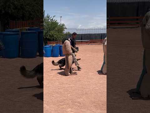 OBEDIENCIA 🦾🚩🇩🇪🇮🇷🇩🇪🇮🇷🇩🇪🇮🇷 #music