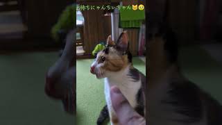 出待ちにゃんちぃちゃん😼🥹　＃にゃんちぃ　＃三毛猫　＃にゃんたまにゃん太郎　＃にゃんたマックス　 #ニャンキー