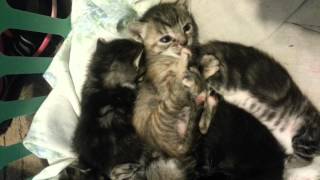 preview picture of video 'Kitten Pile!!'
