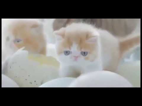 💖 Best Status 💖 || Cat love WhatsApp status ❤