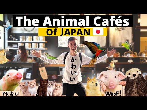 , title : 'Exploring the Adorable World of Animal Cafes in Japan 🇯🇵'