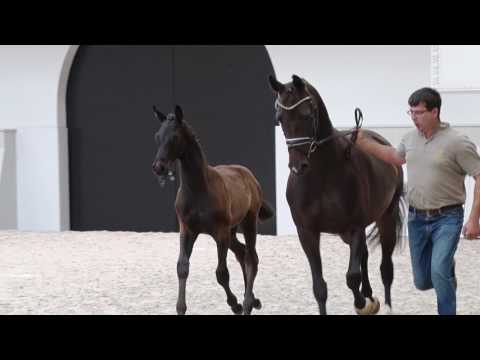 Oldenburger Hengstfohlen vom Morricone