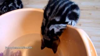 Funny Kitten Likes a Bath