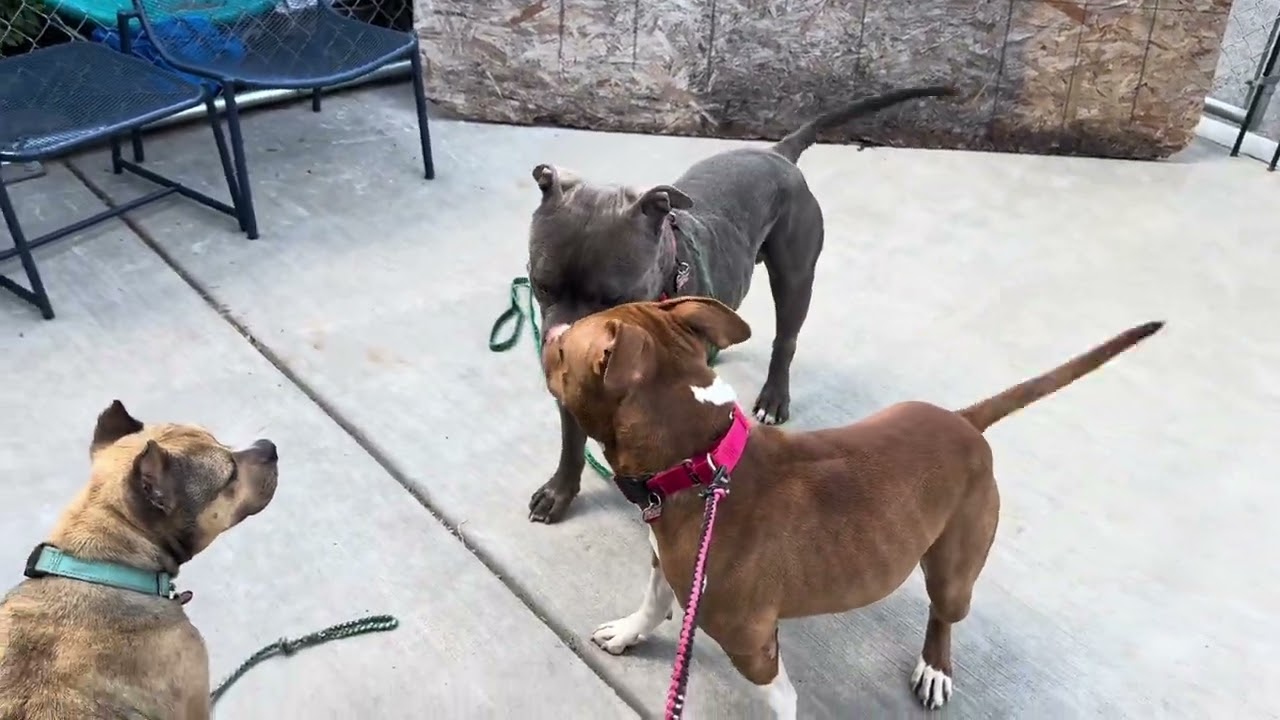 Cullen, a Adoptable Mixed Breed in Wheeling, IL video 6/6