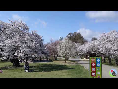 Matsumoto Sakura Cherry Blossoms