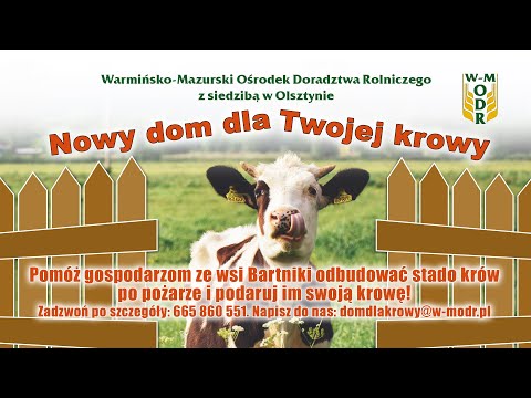 Nowy dom dla Twojej Krowy - pomagamy odbudować stado bydła mlecznego