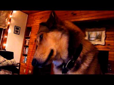 Husky x Collie -- Surprise Baritone Husky Voice (Singing? Grumbling?)