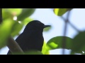 Black shama - one of the world's rarest birds found only in Cebu