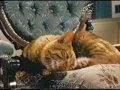 Opening To The Three Lives Of Thomasina 1991 VHS