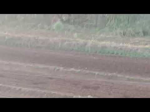 Jockey Club Clevelândia Paraná - Eliminatórias