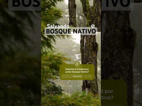 Salvar Bosque Nativo #chile #bosque#travel #conservation #araucania #melipeuco #forest #bosquenativo