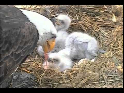 Decorah Eagles,Fresh Fish For Eaglets With Great Closeup Of Feeding,4/8/15