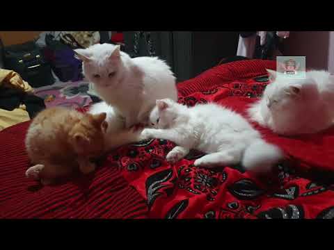 The feisty little cat and fights with his brother cat and the big cat his mother