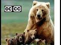 Lyle Lovett - Bears - open captioned