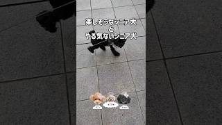 暑さが極端に苦手なシニア犬サニー #トイプードル #トイプードル #シニア犬との暮らし