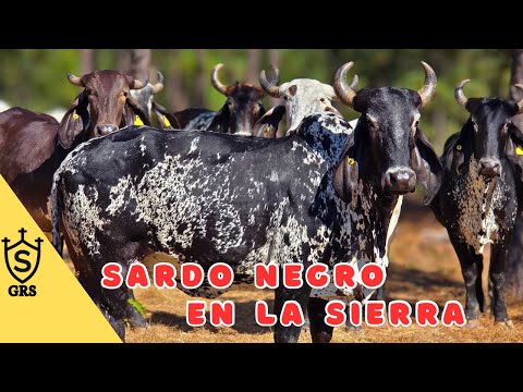 Sardo Negro en la Sierra de Nayarit | Rancho el Cuervo