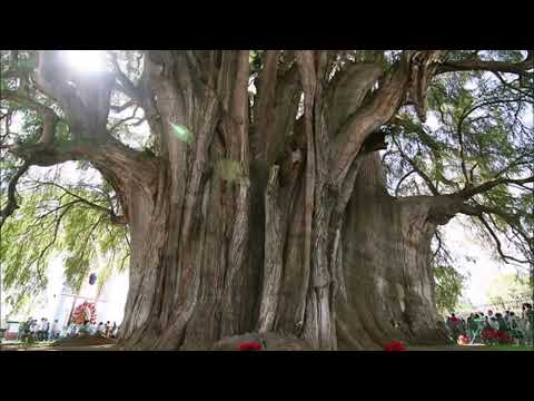VELIKE BIBLIJSKE ISTINE  - Dž. Marfi