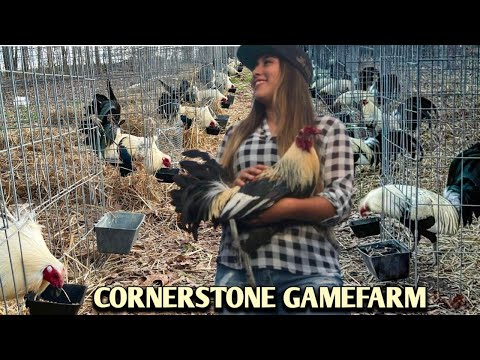 Greys Hatch Asil Mugs - CORNERSTONE FARM - Alabama