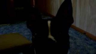 Dante begging some more!