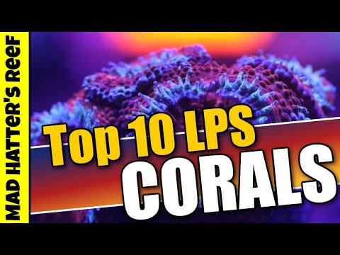 Top 10 LPS Corals
