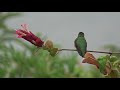 Shrimp Plant perching, feeding