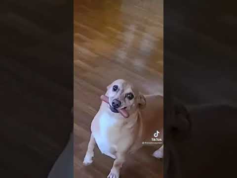 You got a hot dog buddy? #shorts #dog